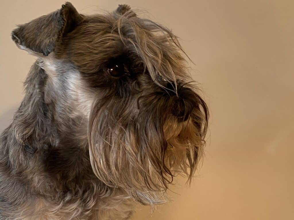 Uma - Zwergschnauzer - Schnauzer nano